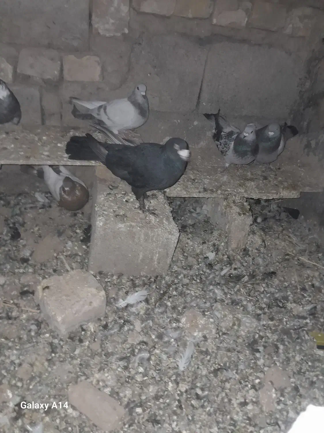 کفتر|پرنده|نگار, |دیوار