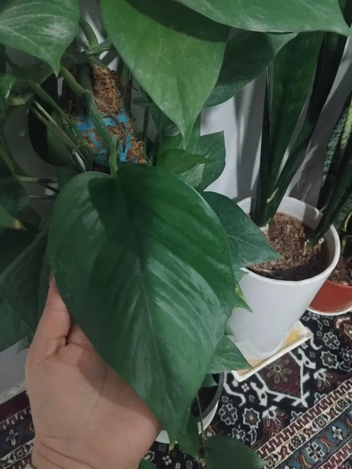 پیوست چماقی|گل و گیاه طبیعی|سیرجان, |دیوار