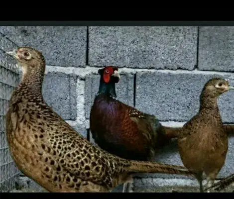 قفس پرنده . قرقابل|لوازم جانبی حیوانات|مشهد, چهارچشمه|دیوار