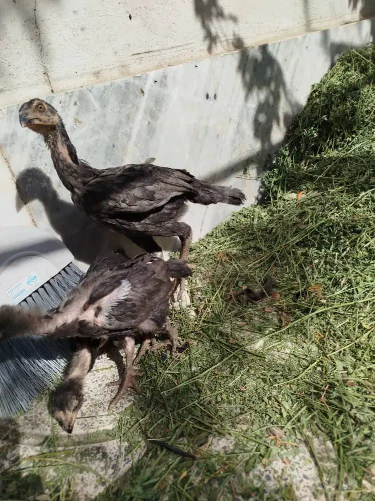 جوجه لاری اصیل|حیوانات مزرعه|باغستان, |دیوار