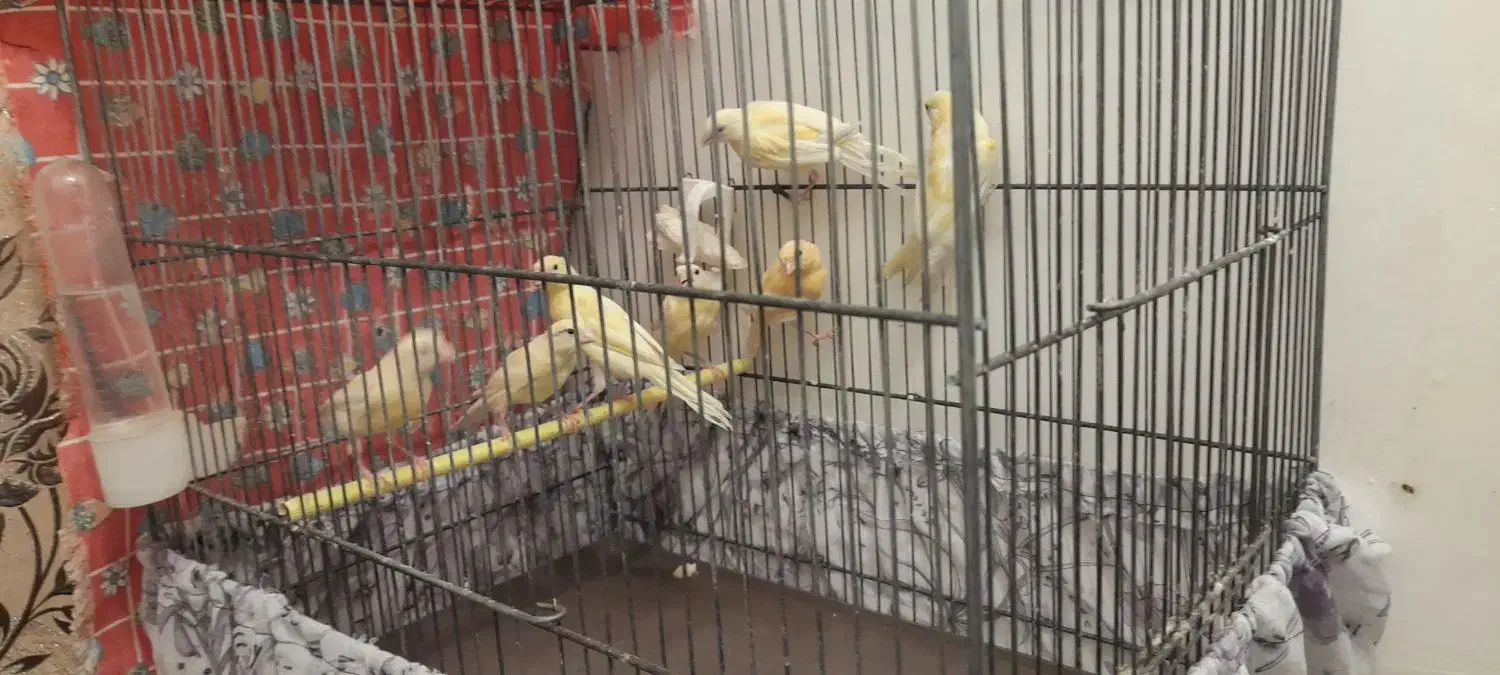 جوجه قناری|پرنده|سیرجان, |دیوار