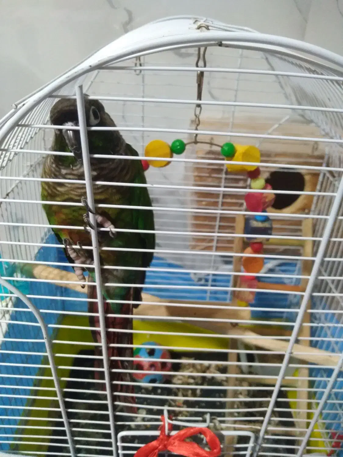 یک عدد گرینچیگ نر|پرنده|رضوانشهر, |دیوار