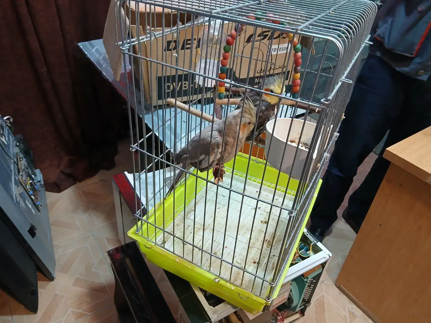 پرنده عروس هلندی|پرنده|شاهین‌شهر, نبوت|دیوار