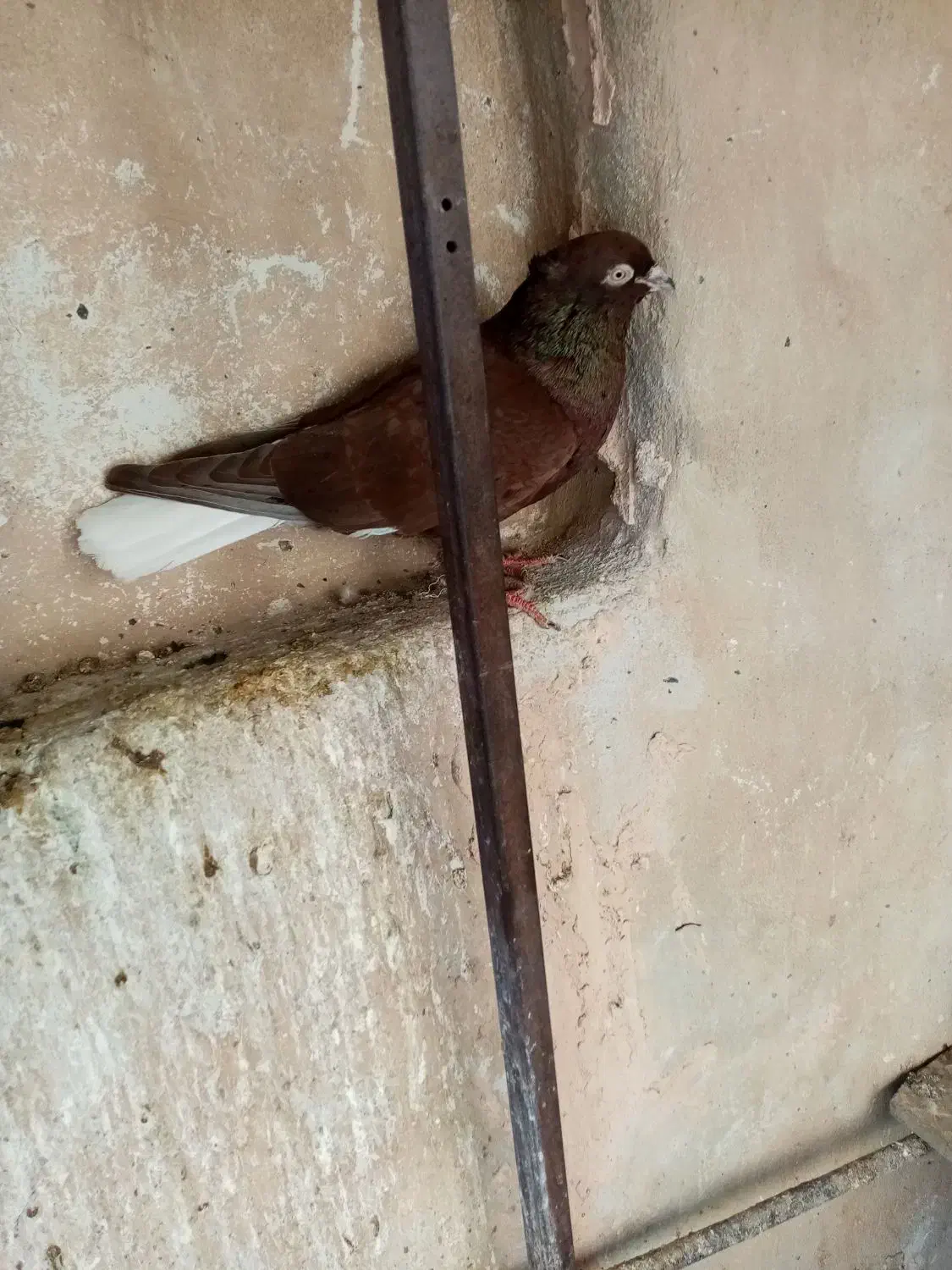 حیوان|پرنده|سبزوار, میدان بار|دیوار