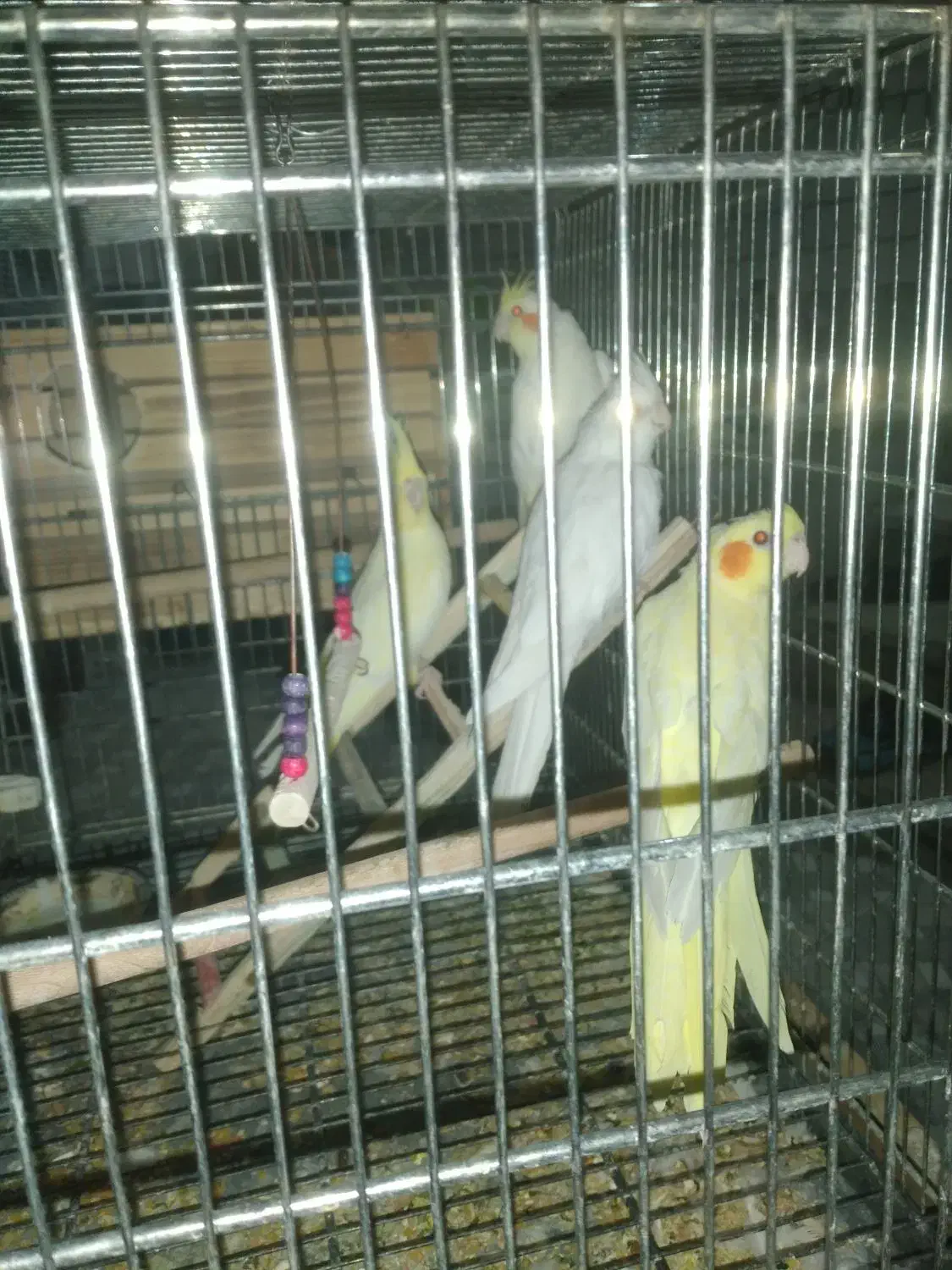 عروس هلندی|پرنده|لامرد, |دیوار