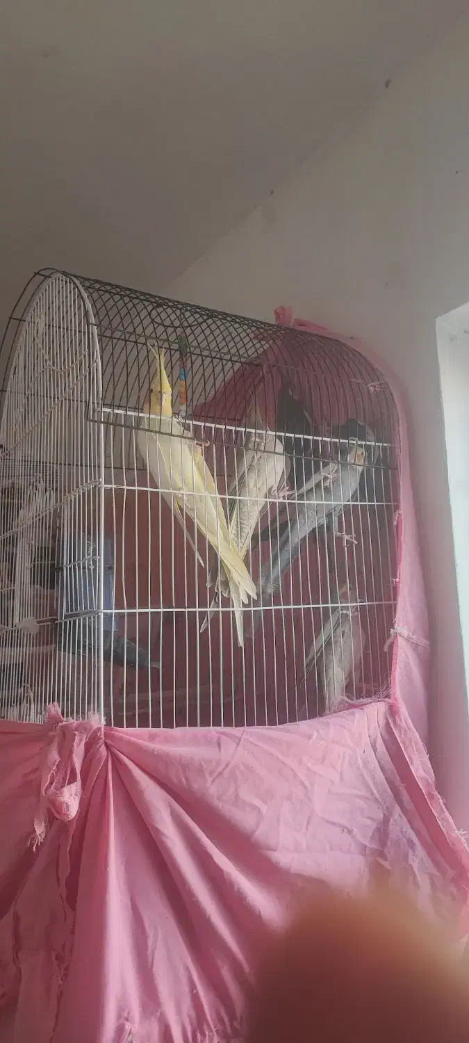 طوطی عروس|پرنده|رشت, جانبازان|دیوار