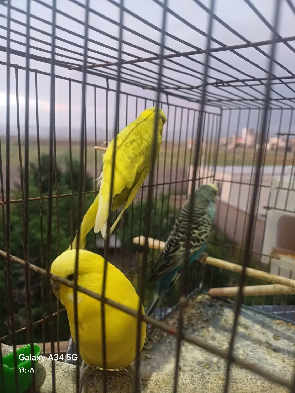 مرغ عشق انگلیسی|پرنده|قزوین, |دیوار