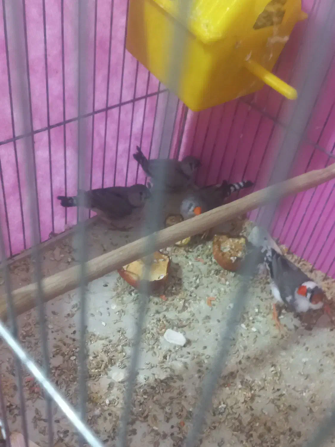 پرنده|پرنده|پرند, فاز ۶|دیوار