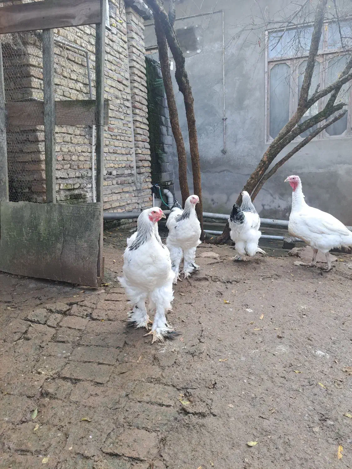 فروش خروس پنج ماهه برهما لایت|حیوانات مزرعه|قائم‌شهر, |دیوار