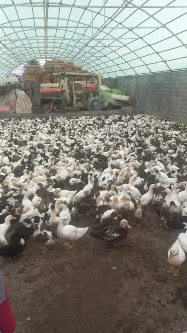 اردک محلی پرورش داده شده در مزارع استان گیلان|حیوانات مزرعه|اسالم, |دیوار