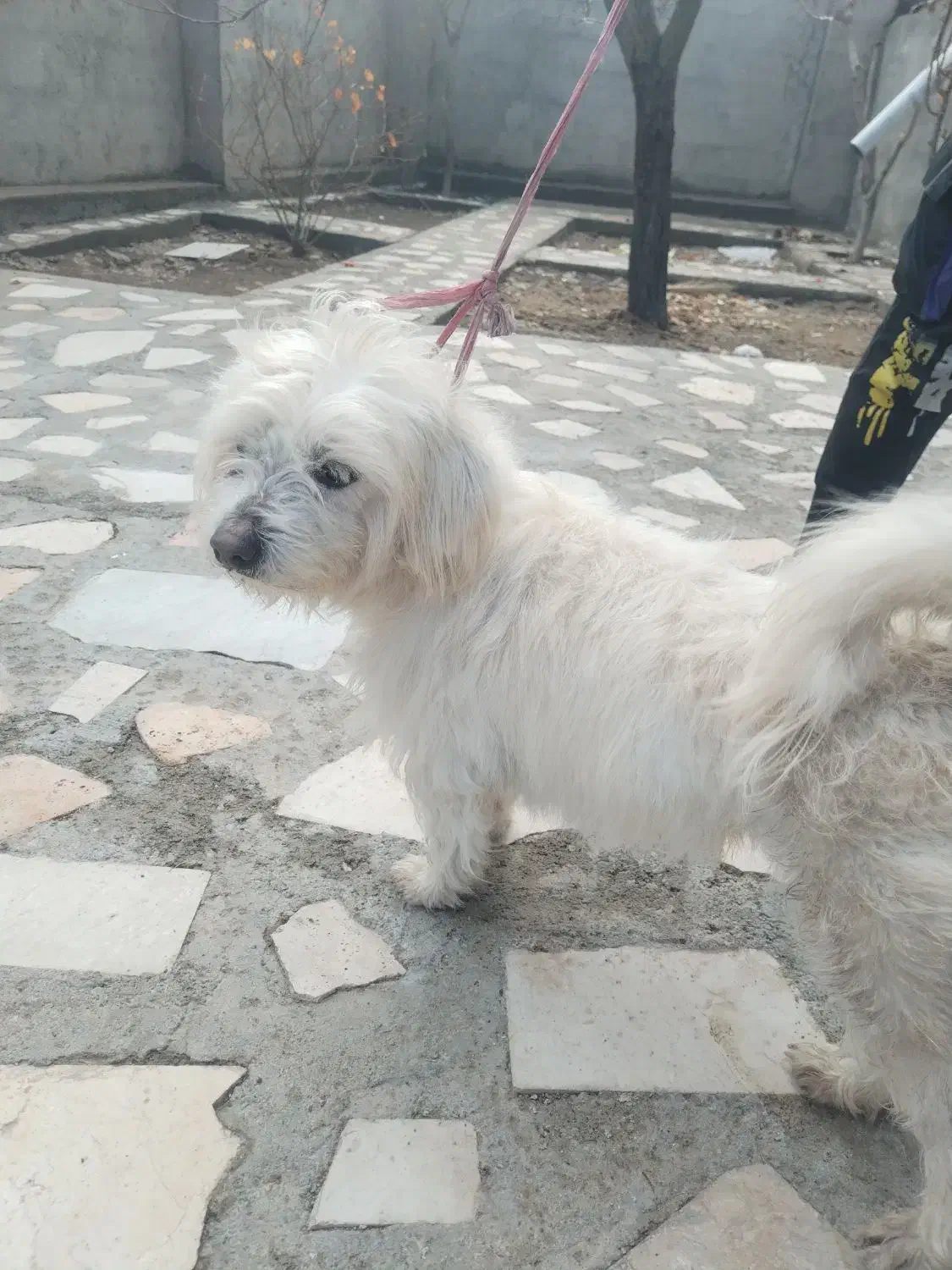 سگ پاکوتاه|سگ|ارس, |دیوار