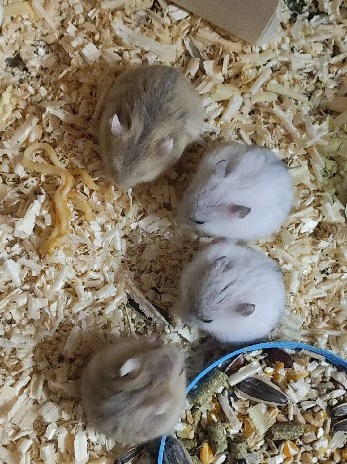 همستر به تعداد|موش و خرگوش|اندیشه, اندیشه فاز ۱|دیوار