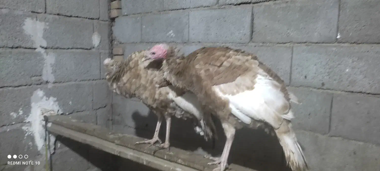 بوقلمون بوربن|حیوانات مزرعه|خسروشاه, |دیوار