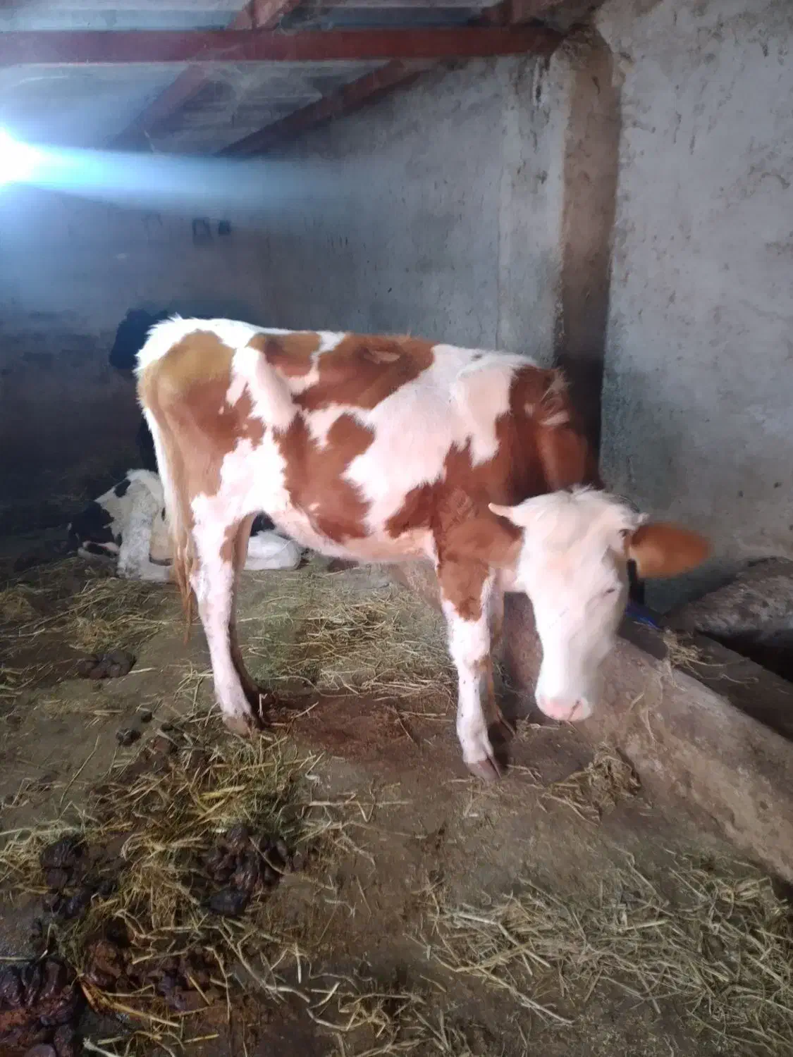 ۲ راس لیشه سیمنتال وهلشتاین اصیل گاو|حیوانات مزرعه|رشت, رودبارتان|دیوار