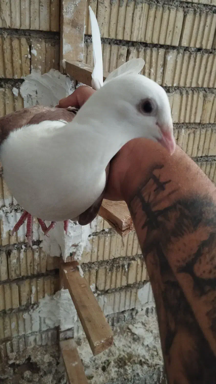 دوکت المانی درجه یک|پرنده|شیراز, تحویلی|دیوار