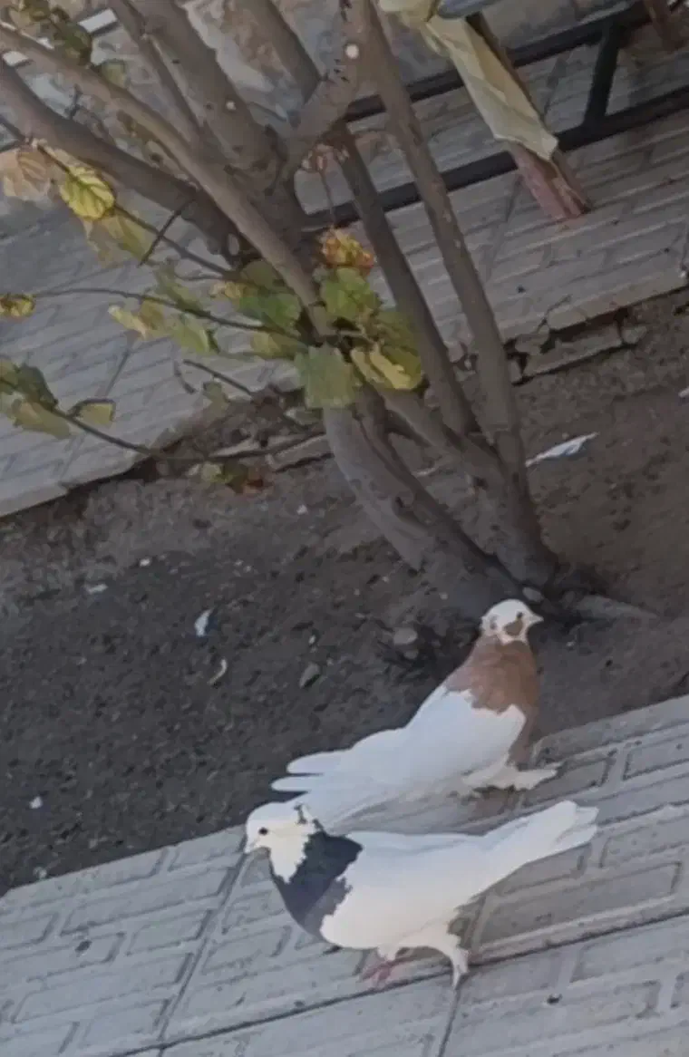 کفتر طوقی فروشی|پرنده|فسا, |دیوار