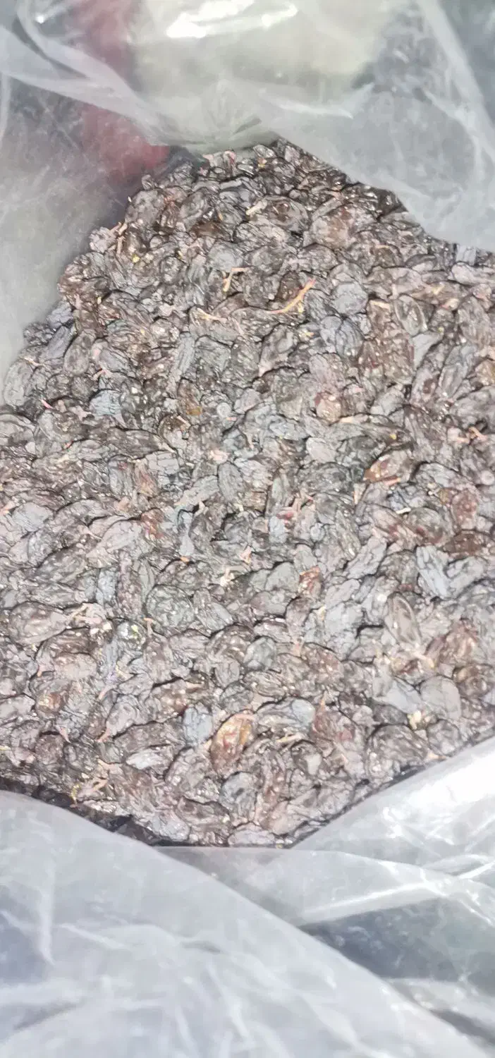 انواع و اقسام مویز بدون واسطه|خوردنی و آشامیدنی|شیراز, میانرود|دیوار