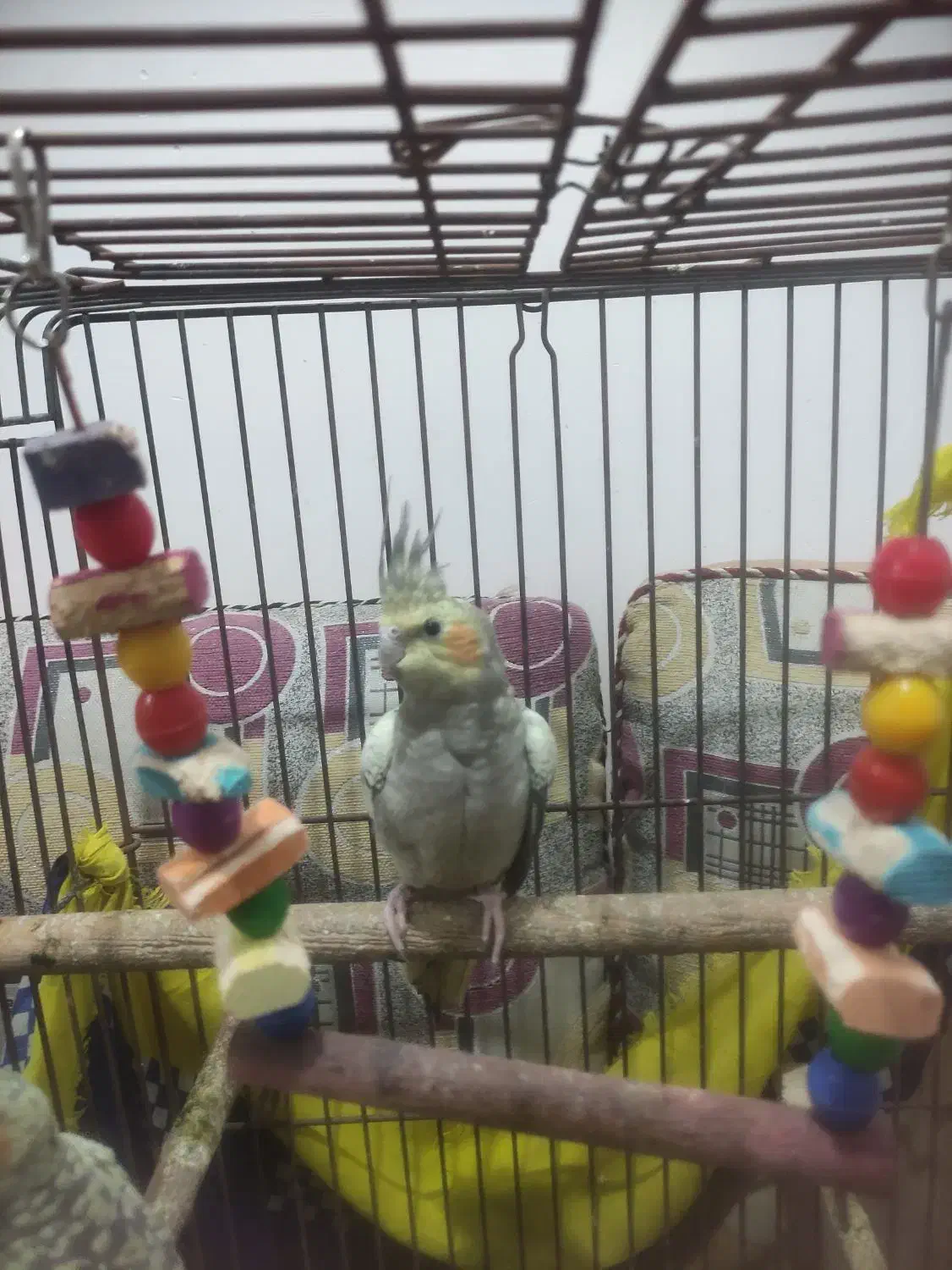 عروس هلندی|پرنده|آبادان, |دیوار