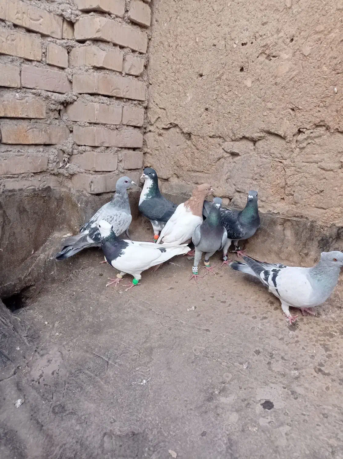 صید|پرنده|مشهد, کارگران|دیوار