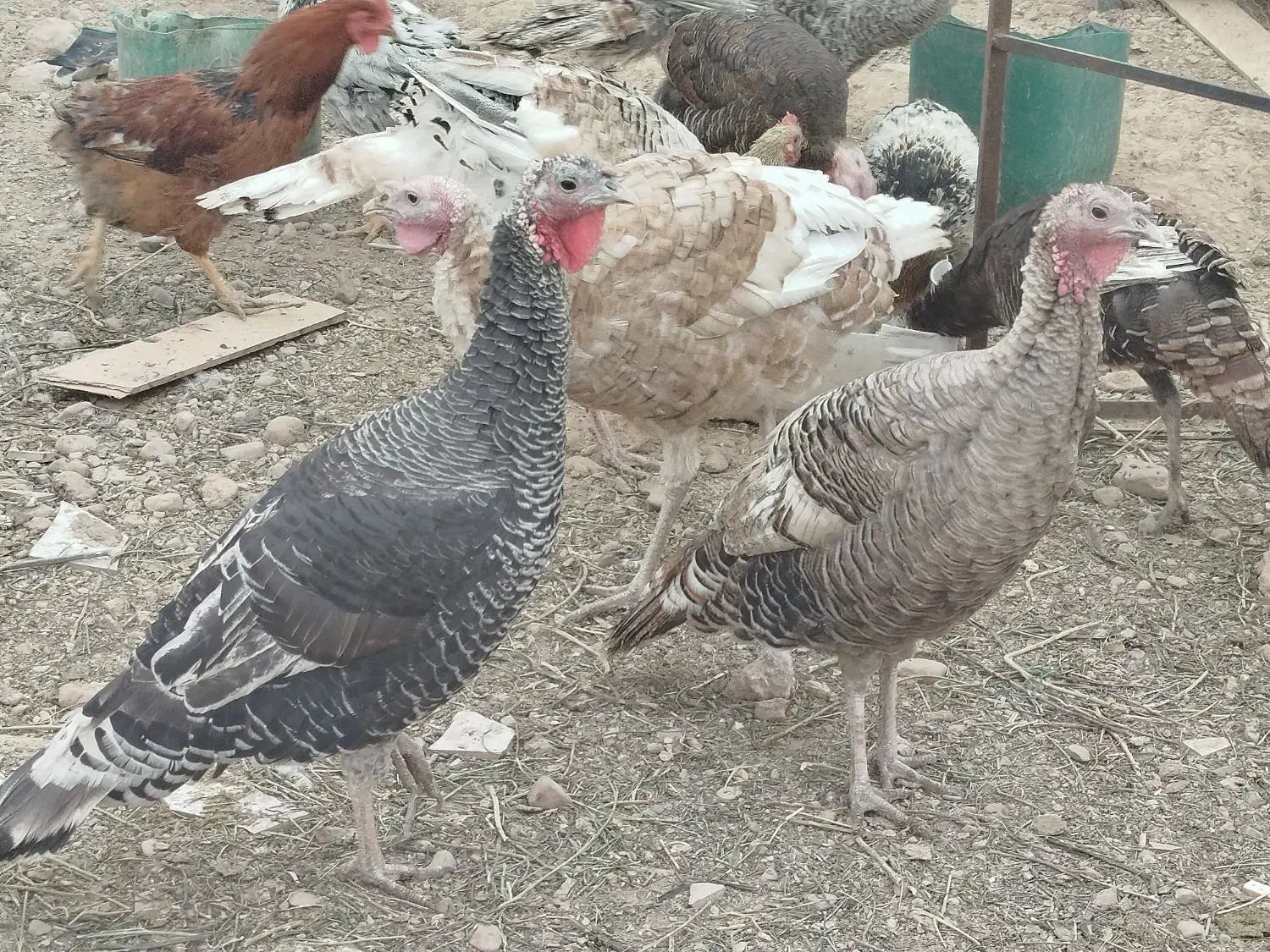 خروس و بوقلمون محلی جوان|حیوانات مزرعه|هشتگرد, ینگی امام|دیوار