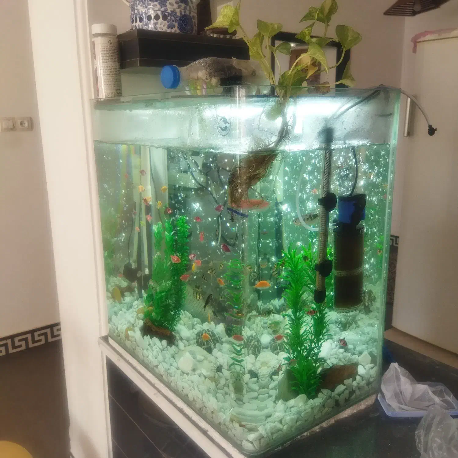 اکواریوم|ماهی|لار, |دیوار