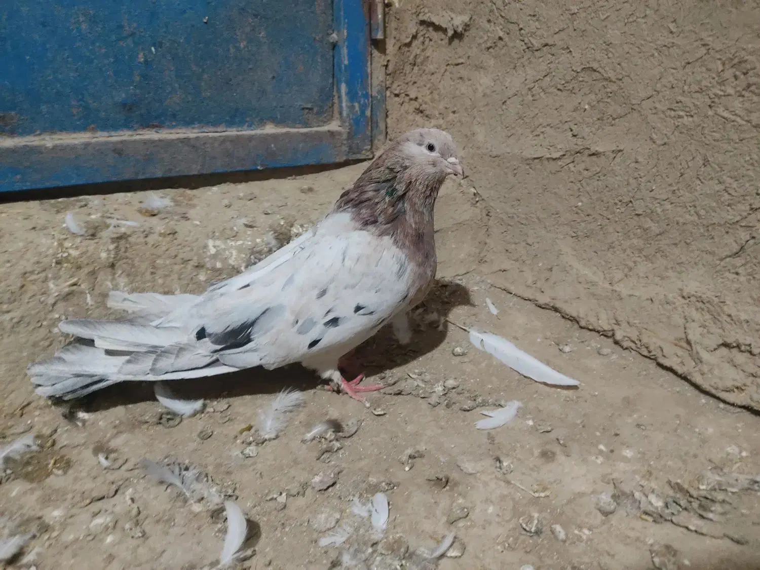 کفتر سرور|پرنده|کبودرآهنگ, |دیوار