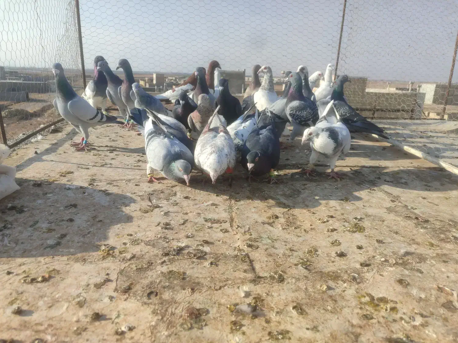 کفتر جنگده حریف کش 30عدد|پرنده|قزوین, |دیوار