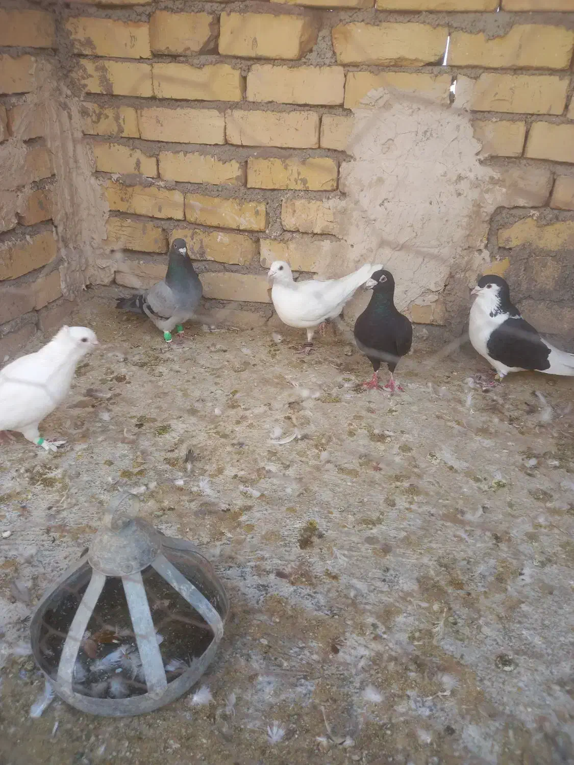 ۴کبوتر درجه یک پرشی|پرنده|قوچان, |دیوار