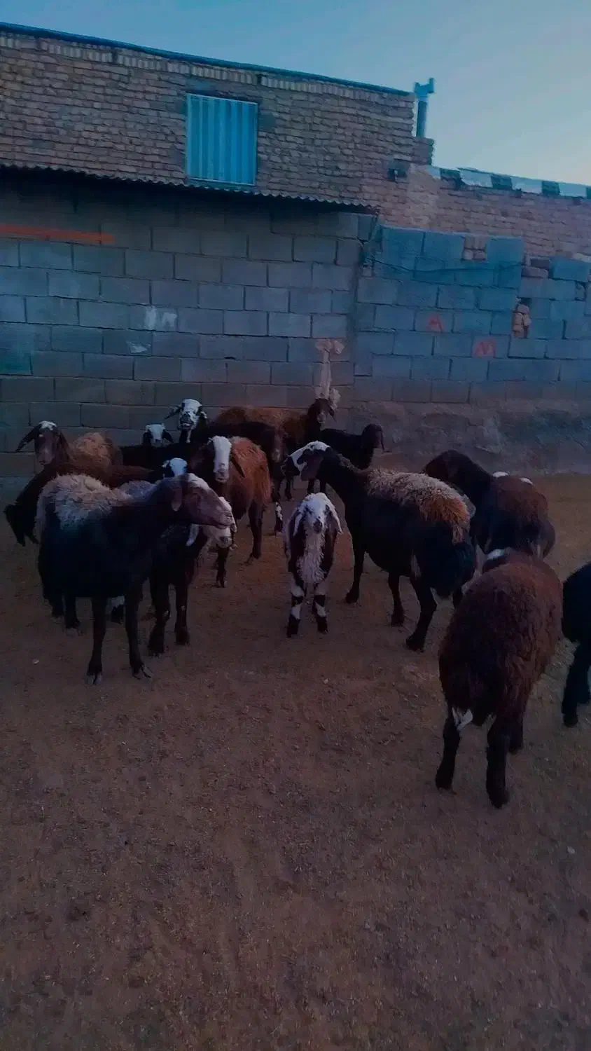 میش هشت تا بره دار و دوقلو|حیوانات مزرعه|فریمان, |دیوار