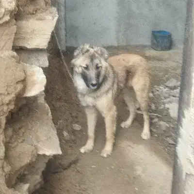 سگ نر|سگ|اسدآباد, |دیوار