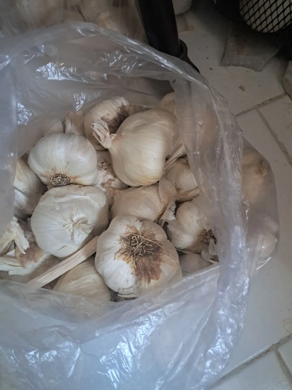 سیر درشت همدان|خوردنی و آشامیدنی|تهران, علیآباد|دیوار