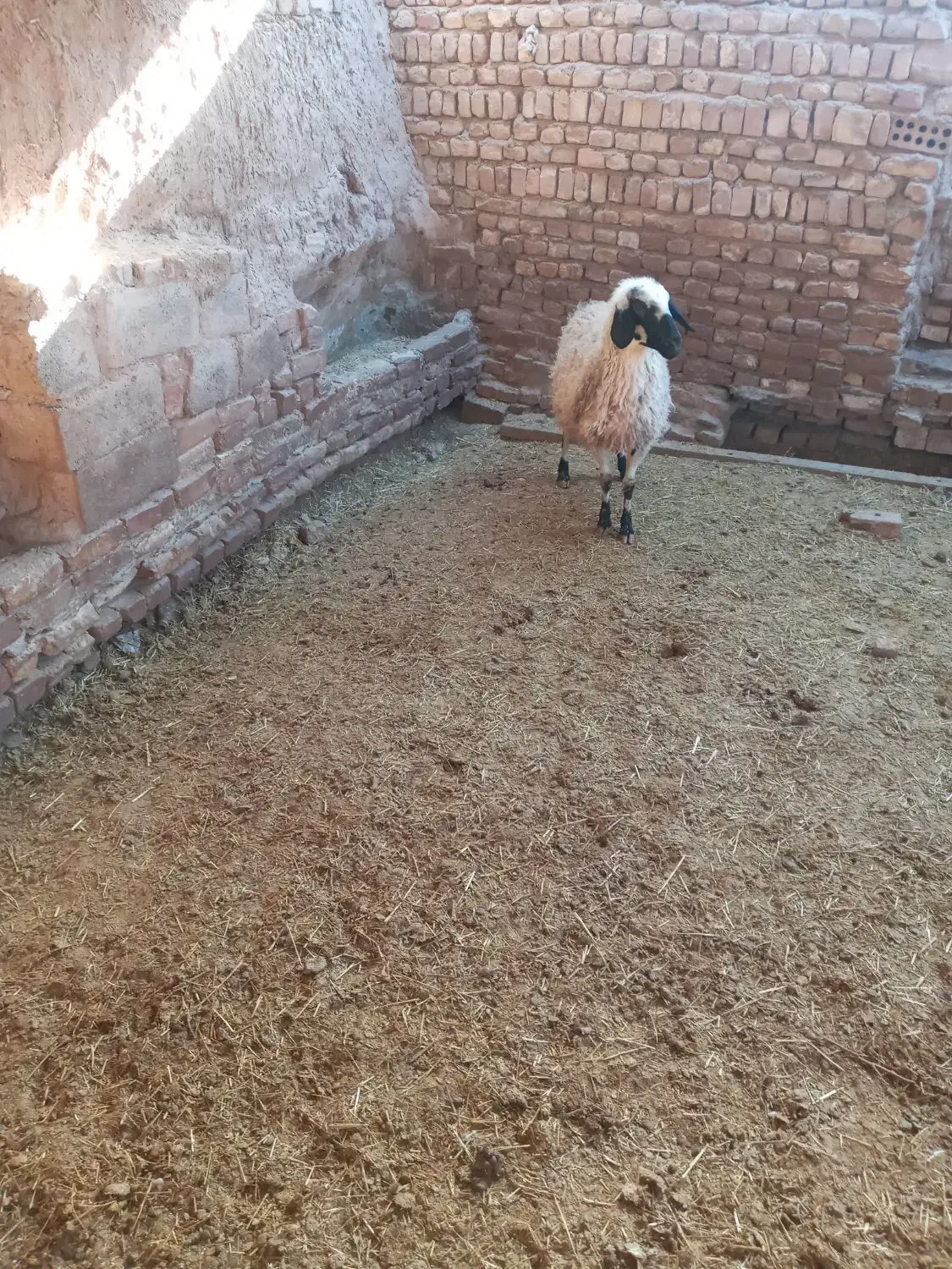 کاور محلی آبستن|لوازم جانبی حیوانات|زرند, |دیوار