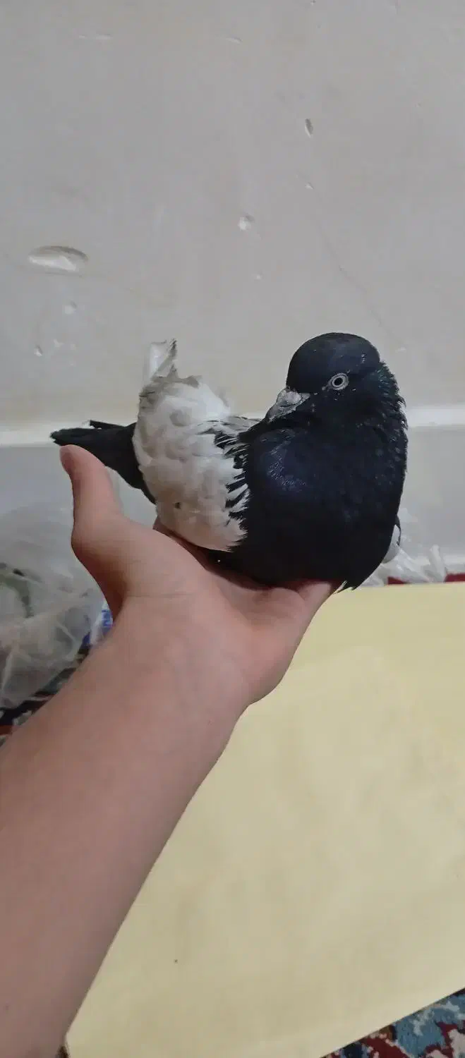 سه عدد کبوتر|پرنده|اندیمشک, |دیوار