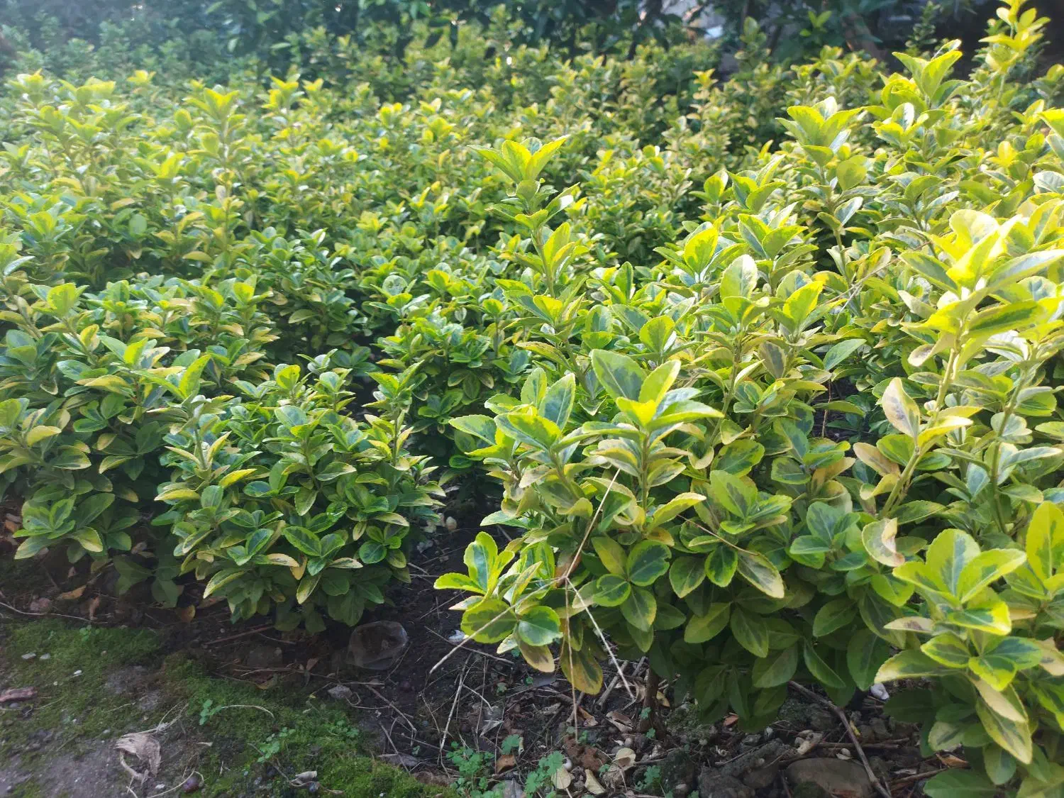 شمشاد طلایی زمینی|گل و گیاه طبیعی|رودسر, |دیوار