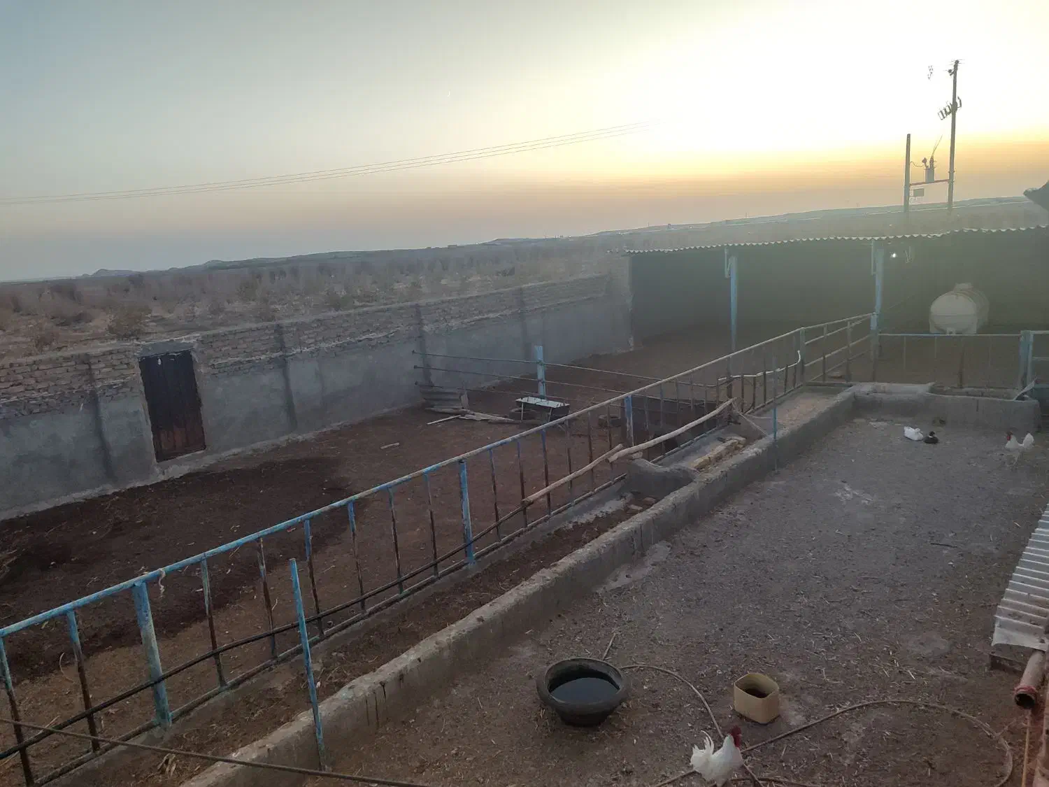 گاوداری صنعتی همراه باغ پسته|فروش دفتر صنعتی، کشاورزی، تجاری|شادمهر, |دیوار