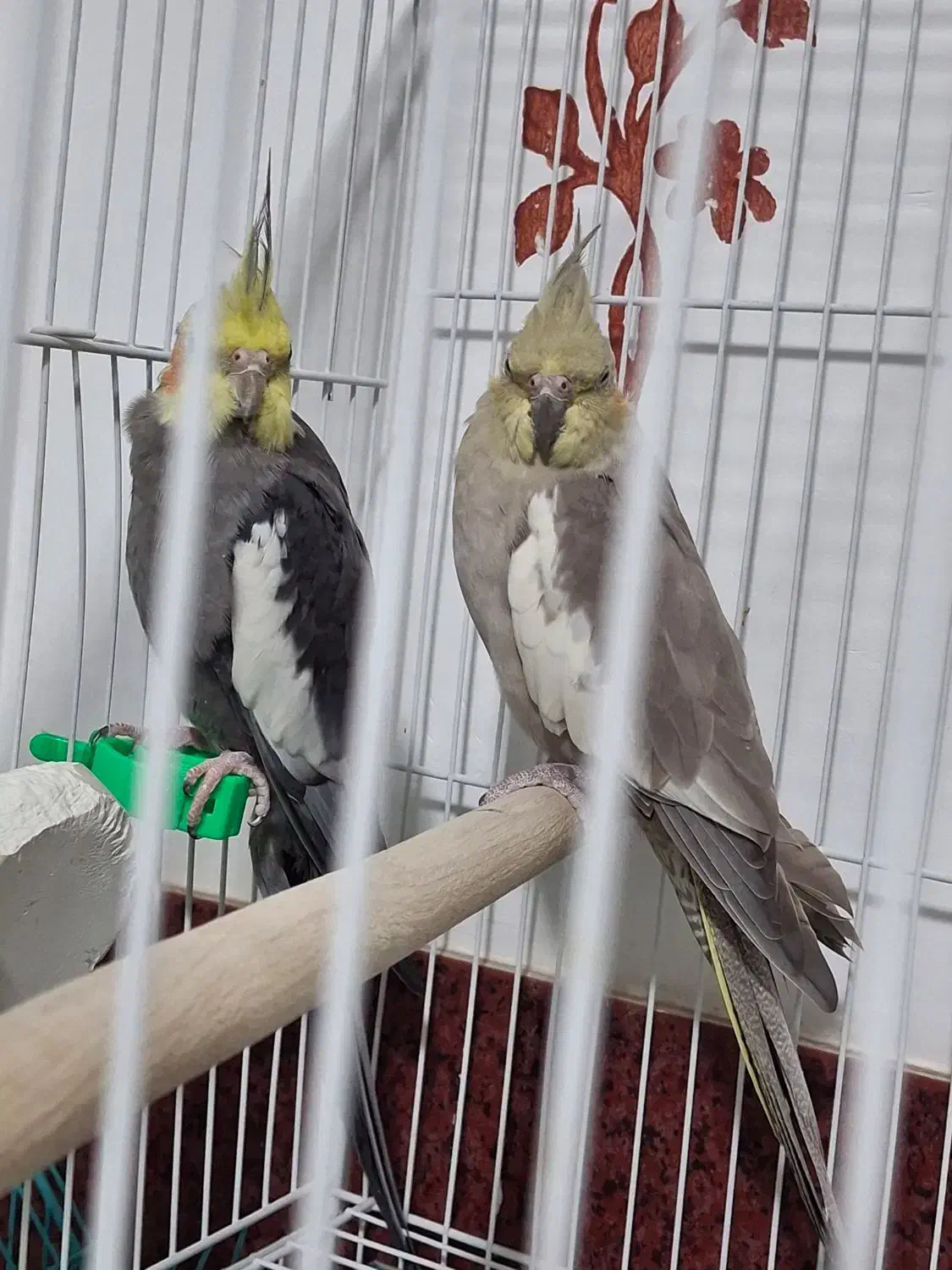 پرنده عروس هلندی جفت سیامون اهویی سخنگولوتینوکوتول|پرنده|بیرجند, |دیوار