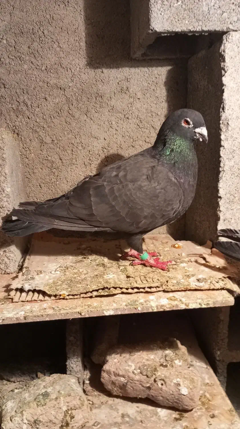 کلاغ موشی|پرنده|شیروان (خراسان), |دیوار