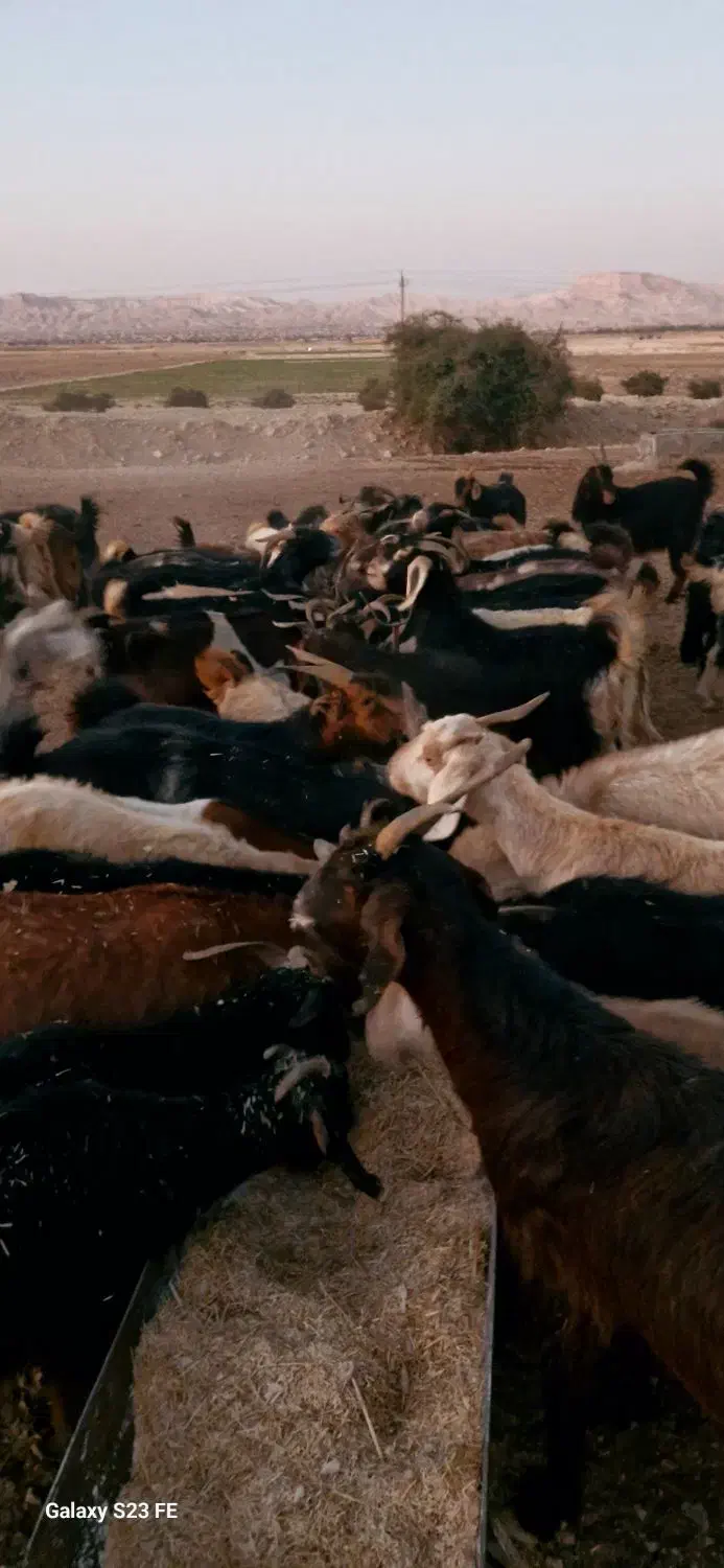 فروش 74راس بز ترکی آبستن درجه یک|حیوانات مزرعه|محمله, |دیوار