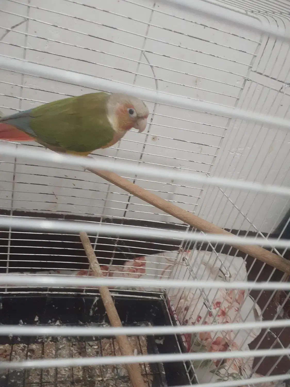 عروس هلندی و گیرینجیک و برزیلی|پرنده|صومعهسرا, |دیوار