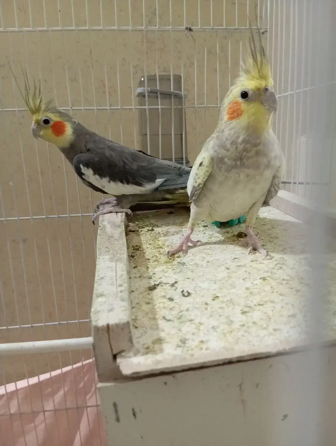 عروس هلندی|پرنده|میناب, |دیوار