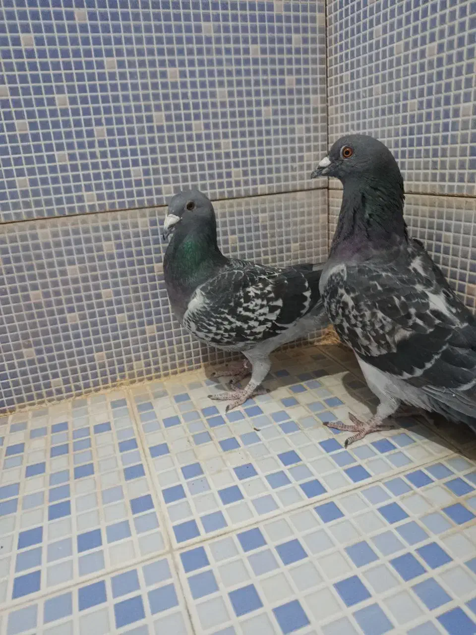 انواع کبوتر|پرنده|دهدشت, |دیوار