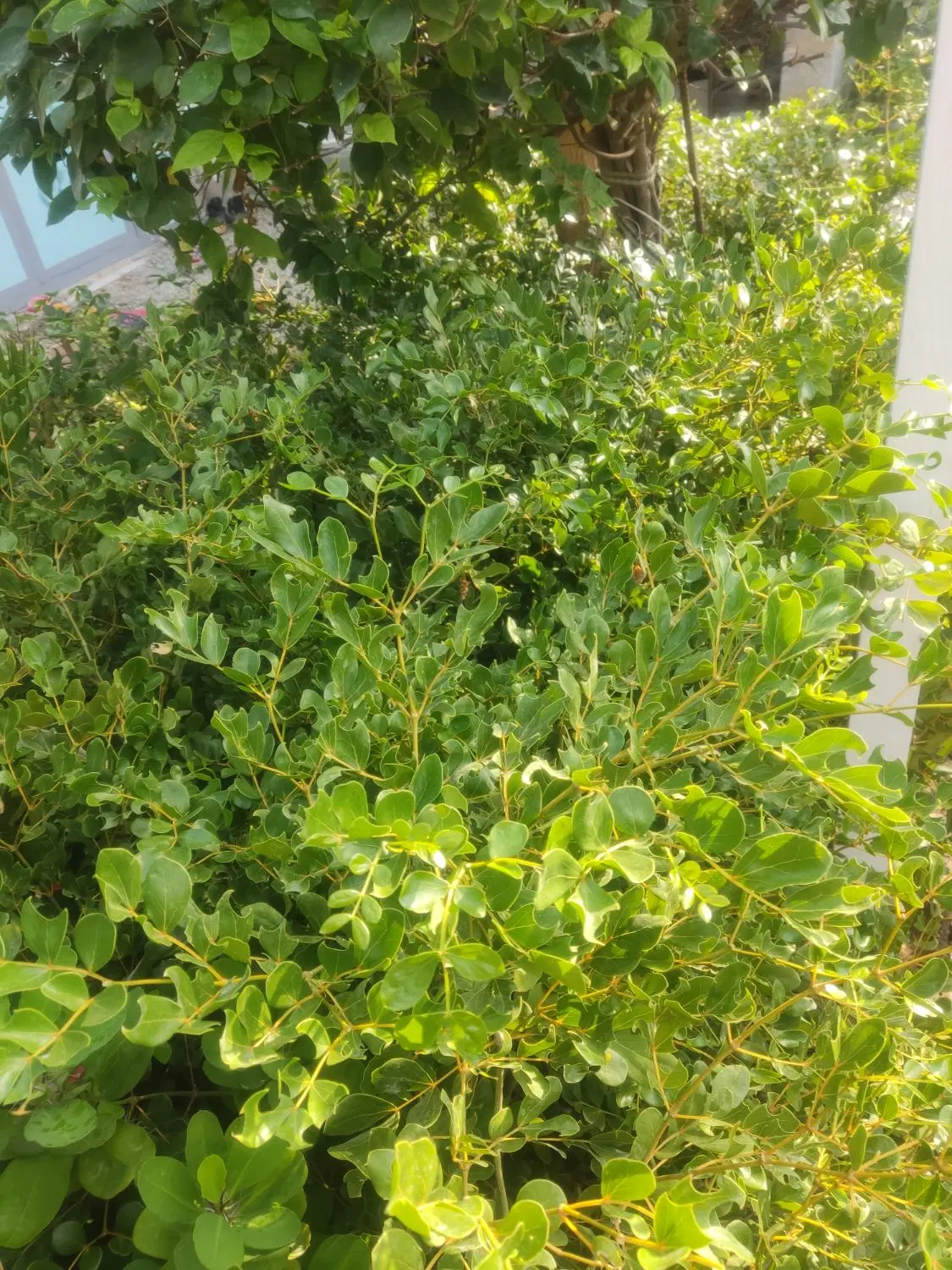 نیلگام|گل و گیاه طبیعی|چابهار, |دیوار