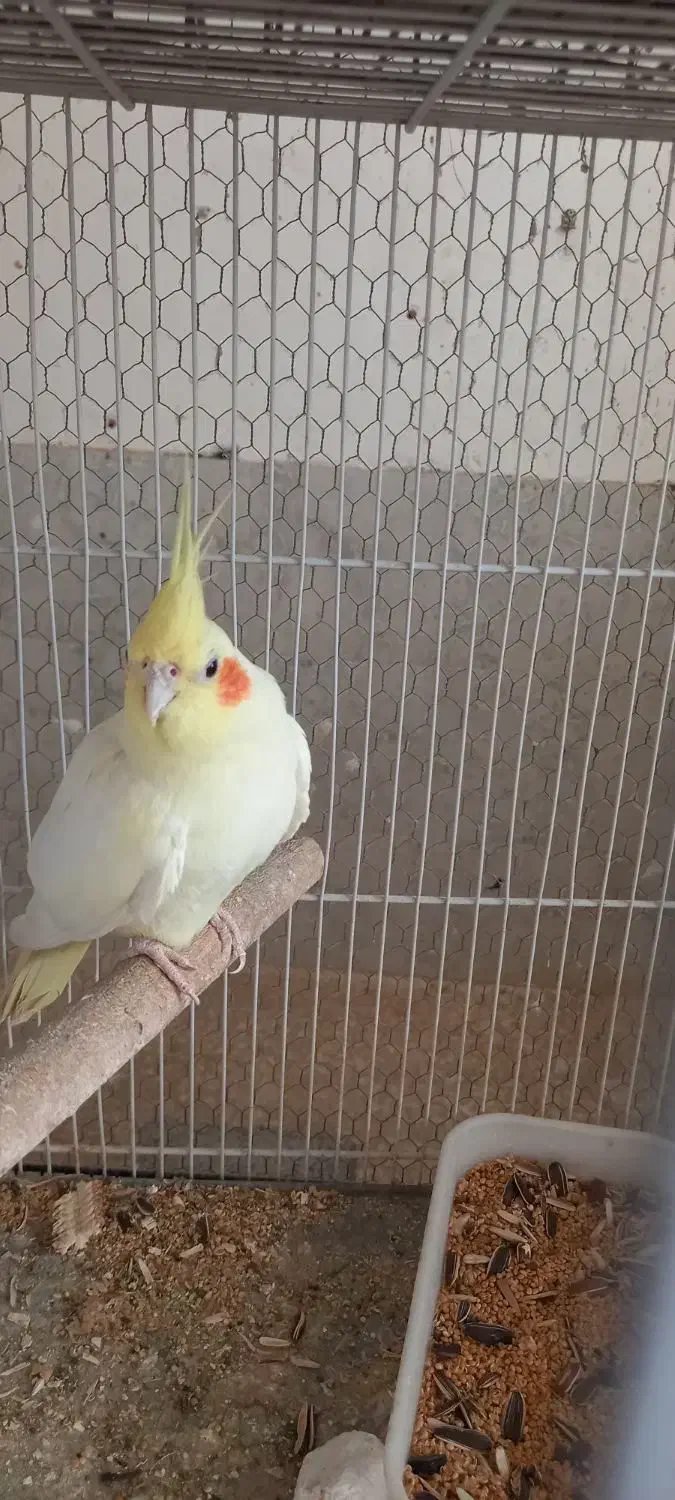 عروس هلندی باجوجه و طوطی کوتوله اوپال کله نارنجی|پرنده|بندرعباس, |دیوار