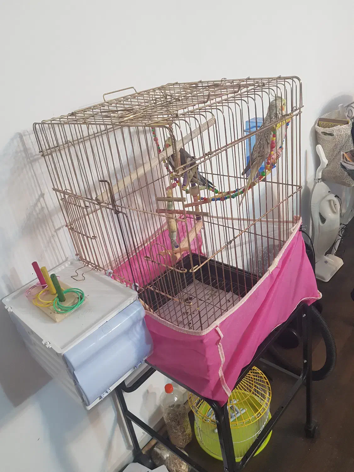 فروش دو عدد عروس هلندی|پرنده|سهند, |دیوار