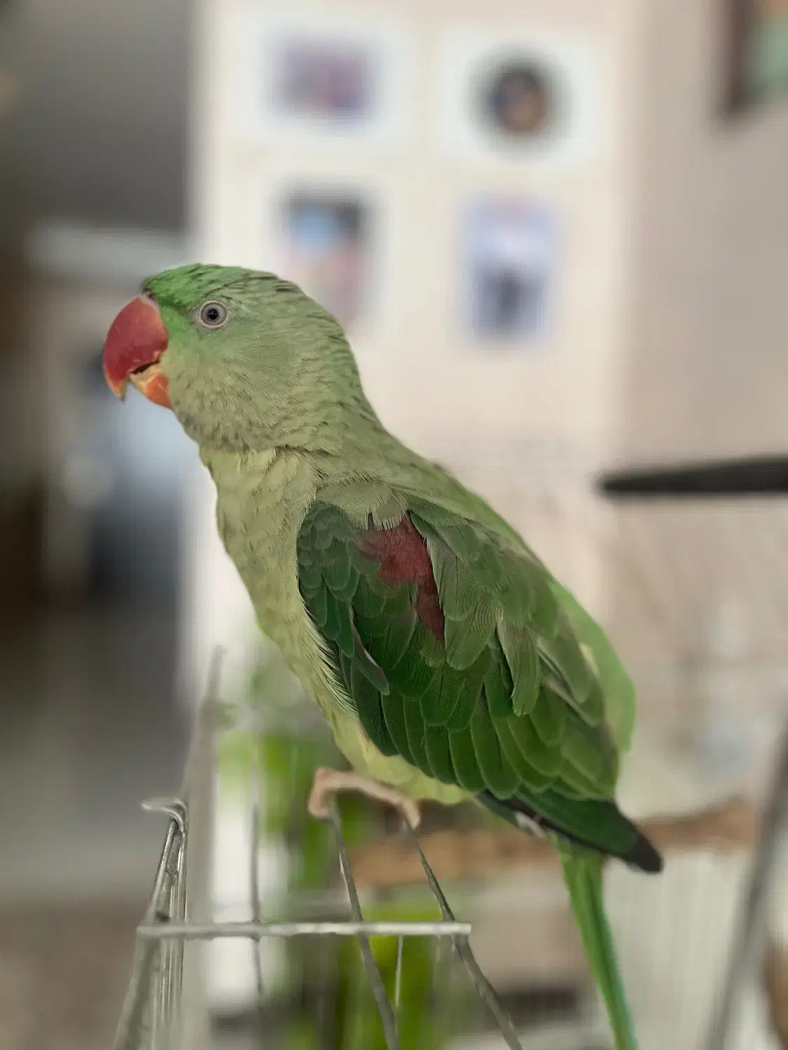 شاه طوطی|پرنده|شیراز, دکتر حسابی|دیوار