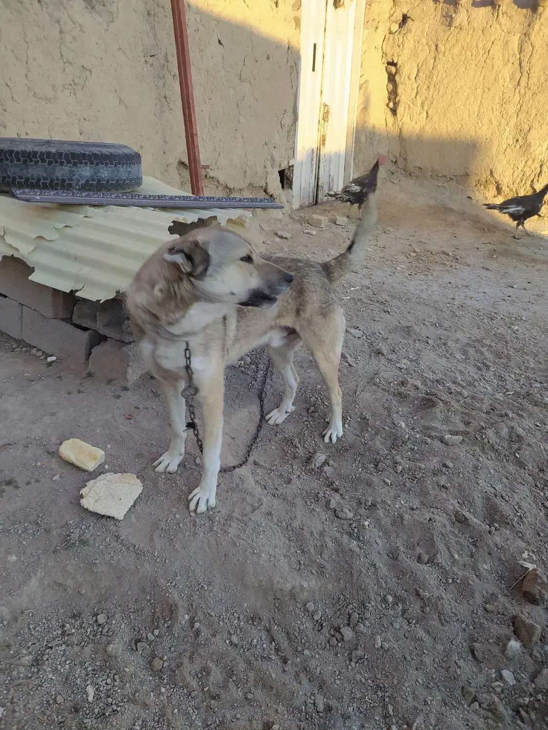 سگ روستا|سگ|ورزقان, |دیوار