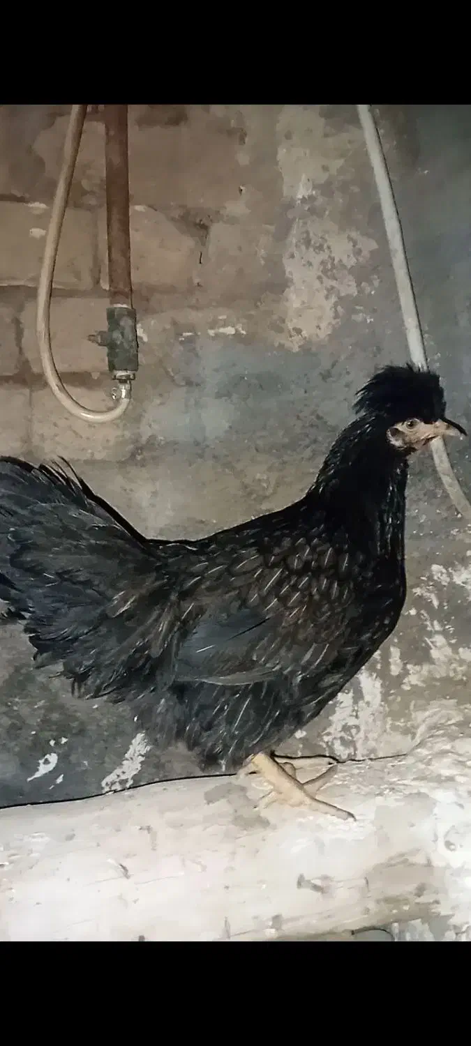 مرغ گلین|حیوانات مزرعه|معصومیه, |دیوار