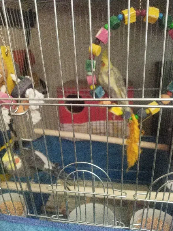 عروس هلندی|پرنده|شهر ری, سیزده آبان|دیوار