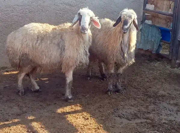 میش|حیوانات مزرعه|مرودشت, کناره|دیوار