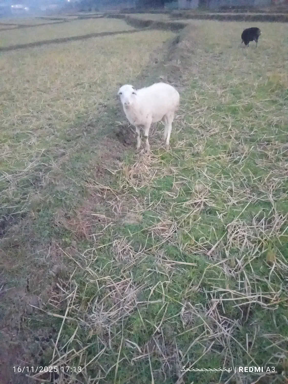 گوسفند ابستن|حیوانات مزرعه|رحیمآباد, |دیوار